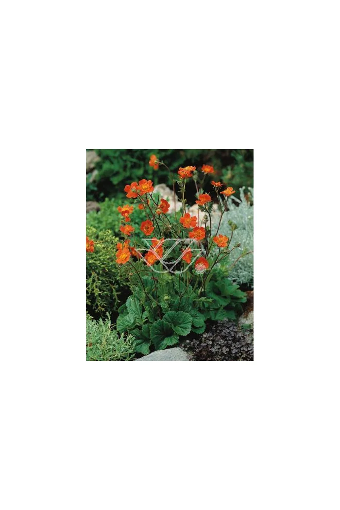 Kuklik szkarłatny 'Borisii Strain' | Geum coccineum