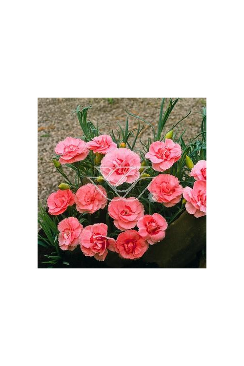 Goździk siny 'Helen' Dianthus gratianopolitanus