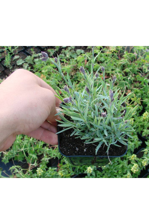 Goździk siny 'Helen' Dianthus gratianopolitanus