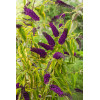 Budleja Dawida 'Santana' | Buddleja dawidii