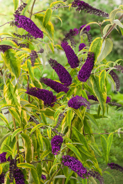 Budleja Dawida 'Santana' | Buddleja dawidii