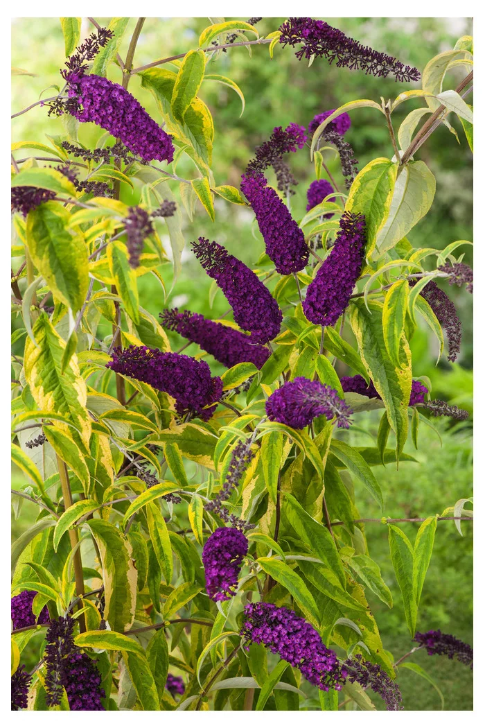Budleja Dawida 'Santana' | Buddleja dawidii