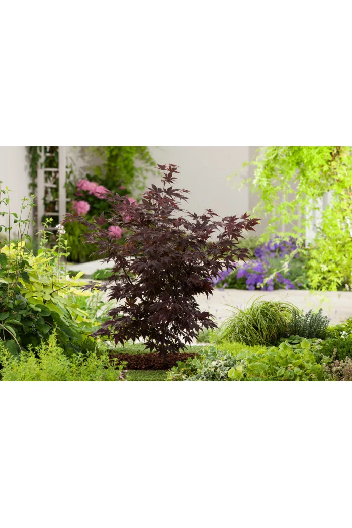 Klon palmowy 'Atropurpureum'| Acer palmatum