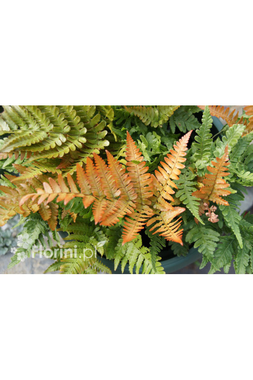 Narecznica czerwonozawijkowa| Dryopteris erythrosora