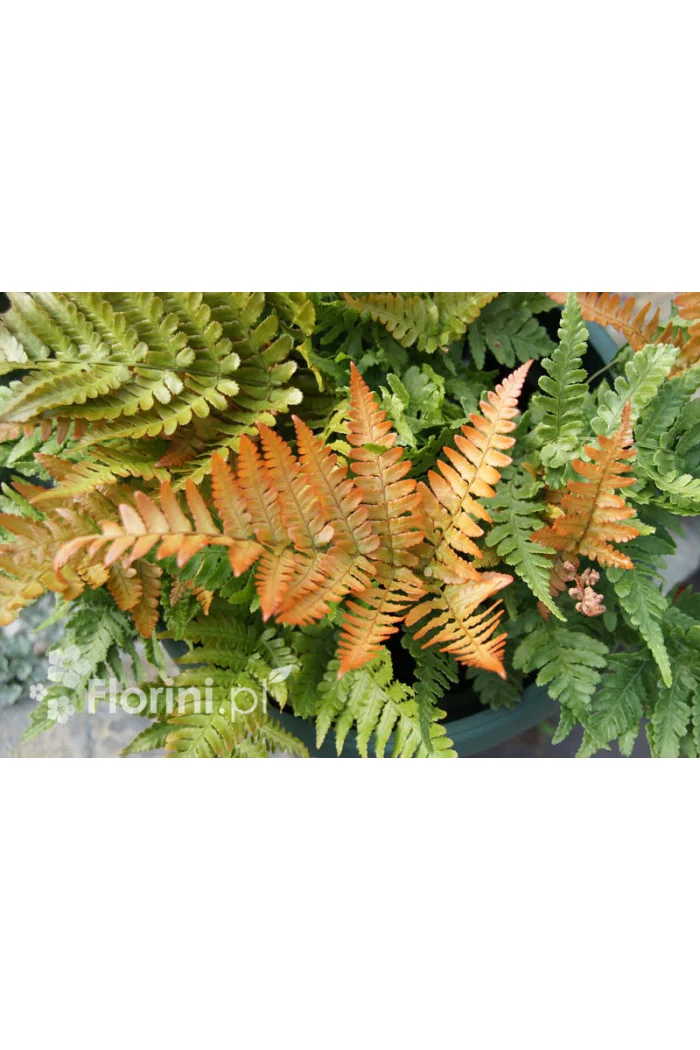 Narecznica czerwonozawijkowa| Dryopteris erythrosora
