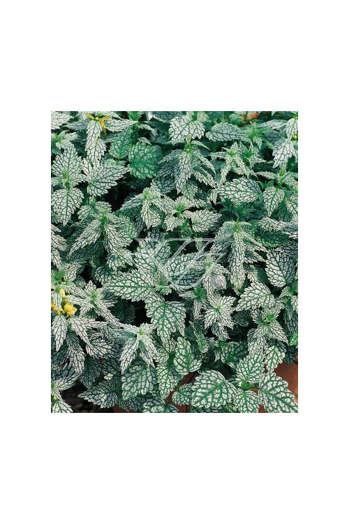 Gajowiec żółty 'Hermans Pride' Lamium galeobdolon