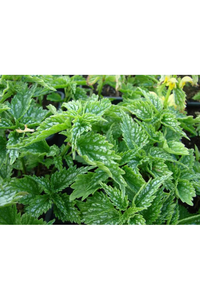 Gajowiec żółty 'Hermans Pride' Lamium galeobdolon