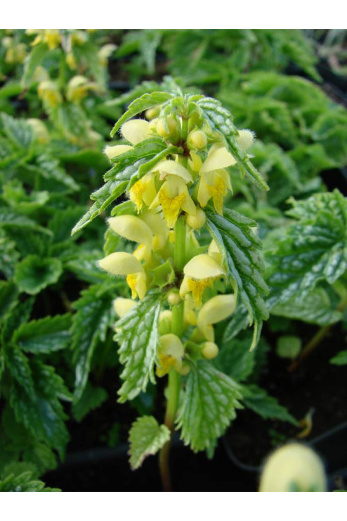 Gajowiec żółty 'Hermans Pride' Lamium galeobdolon