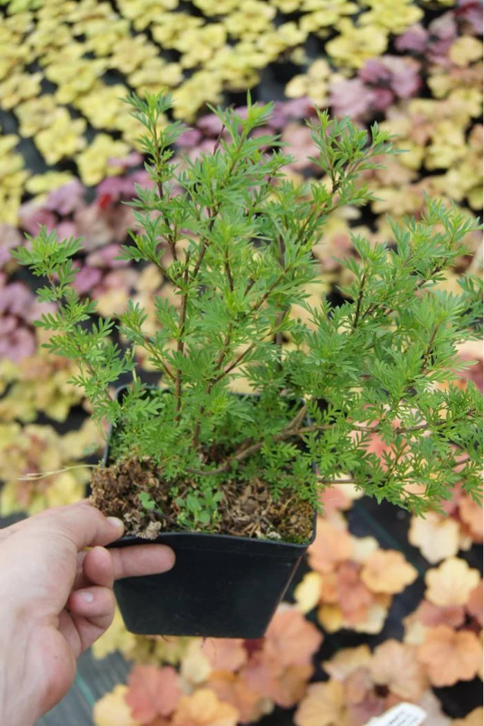 Lilak (bez) afgański 'Kabul' | Syringa afghanica