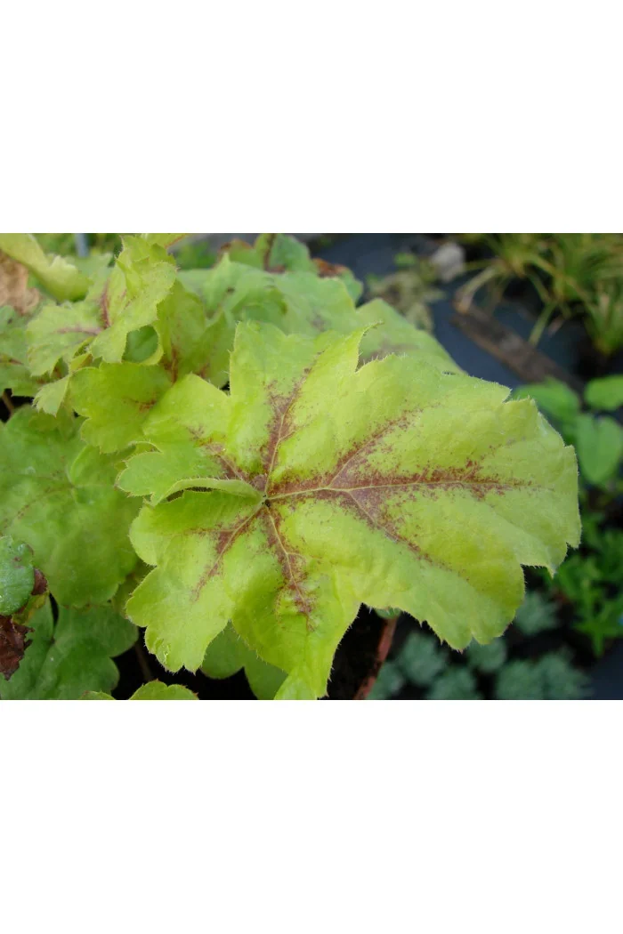 Żuraweczka (Żurawka) 'Gold Strike' Heucherella