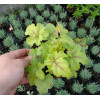Żuraweczka (Żurawka) 'Gold Strike' Heucherella