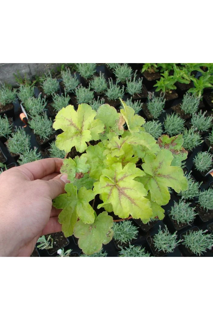 Żuraweczka (Żurawka) 'Gold Strike' Heucherella