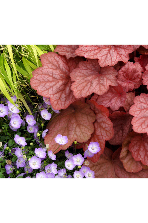 Żurawka 'Georgia Peach' | Heuchera