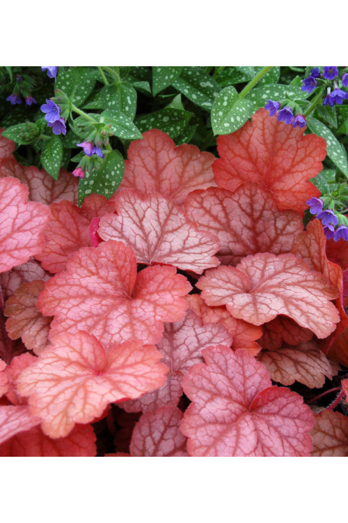 Żurawka 'Georgia Peach' | Heuchera