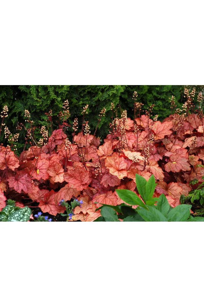 Żurawka 'Georgia Peach' | Heuchera