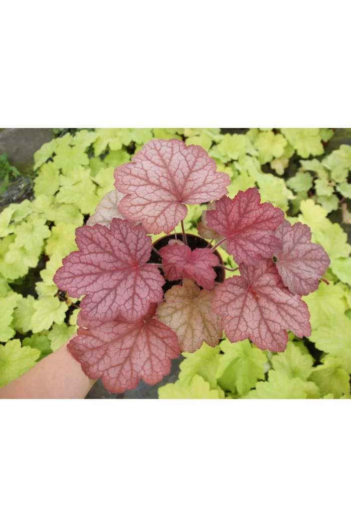 Żurawka 'Georgia Peach' | Heuchera