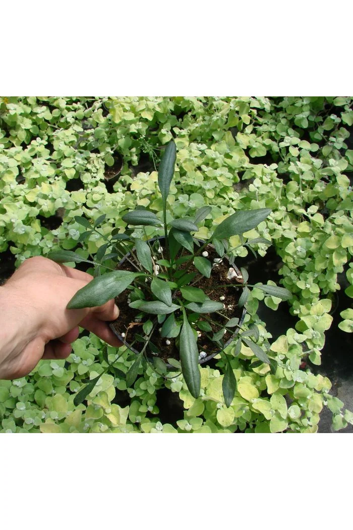 Nachyłek 'Autumn Blush' Coreopsis