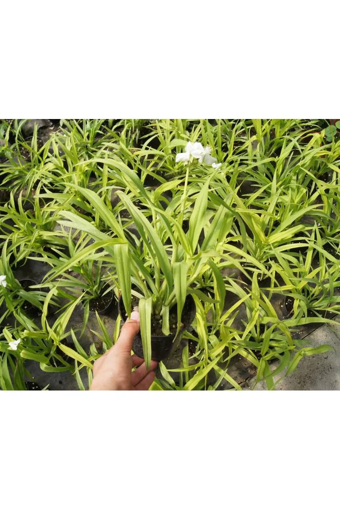 Trzykrotka 'Angelic Charm' Tradescantia