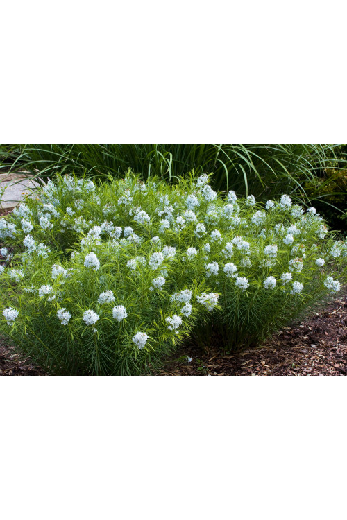 Amsonia nadreńska | Amsonia tabernaemontana