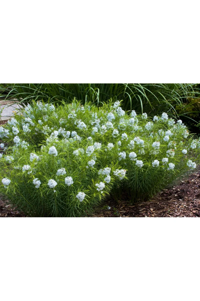 Amsonia nadreńska | Amsonia tabernaemontana