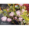 Wiśnia gruczołkowata 'Rosea Plena' Prunus glandulosa