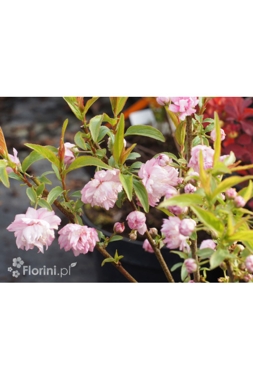 Wiśnia gruczołkowata 'Rosea Plena' Prunus glandulosa