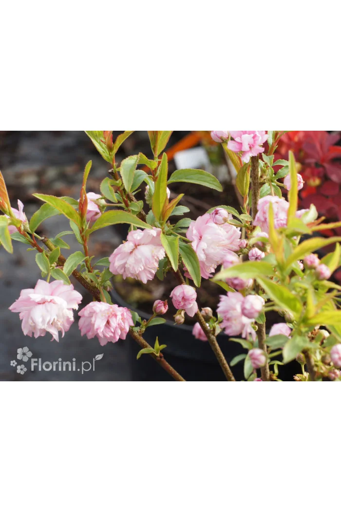 Wiśnia gruczołkowata 'Rosea Plena' Prunus glandulosa