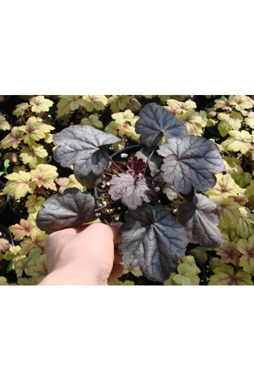 Żurawka 'Shanghai'| Heuchera