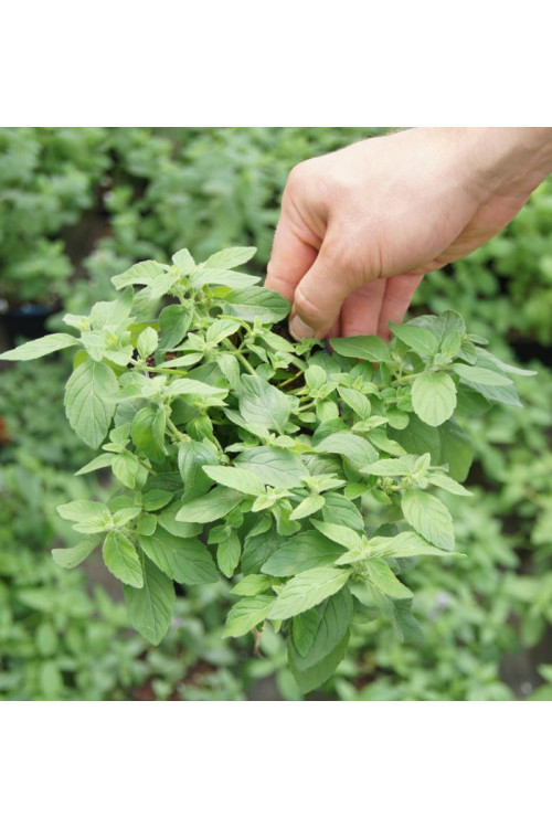 Mięta bananowa Mentha