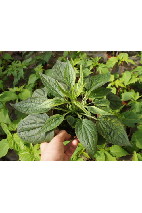 Rudbekia 'Little Goldstar' | Rudbeckia fulgida