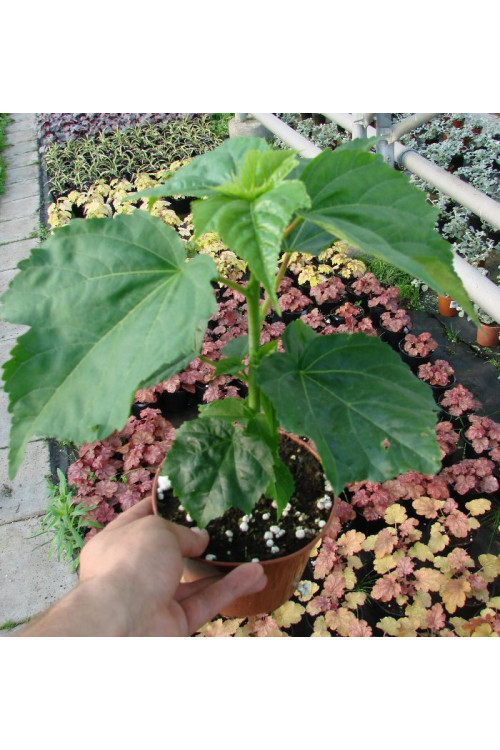Hibiskus 'Summer Storm' Hibiscus