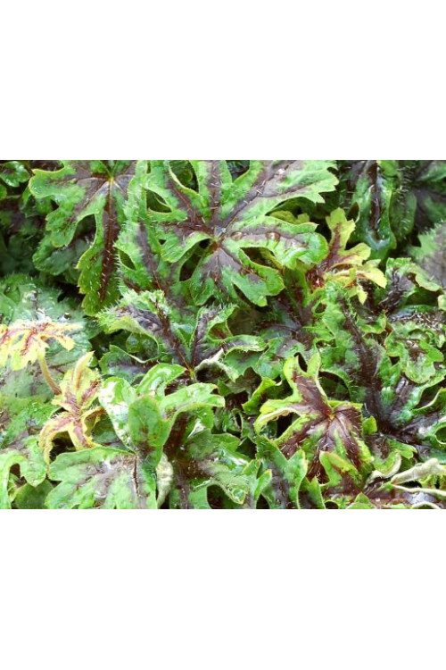 Tiarella 'Oregon Trail' Tiarella