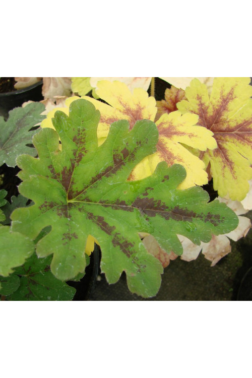 Tiarella 'Oregon Trail' Tiarella