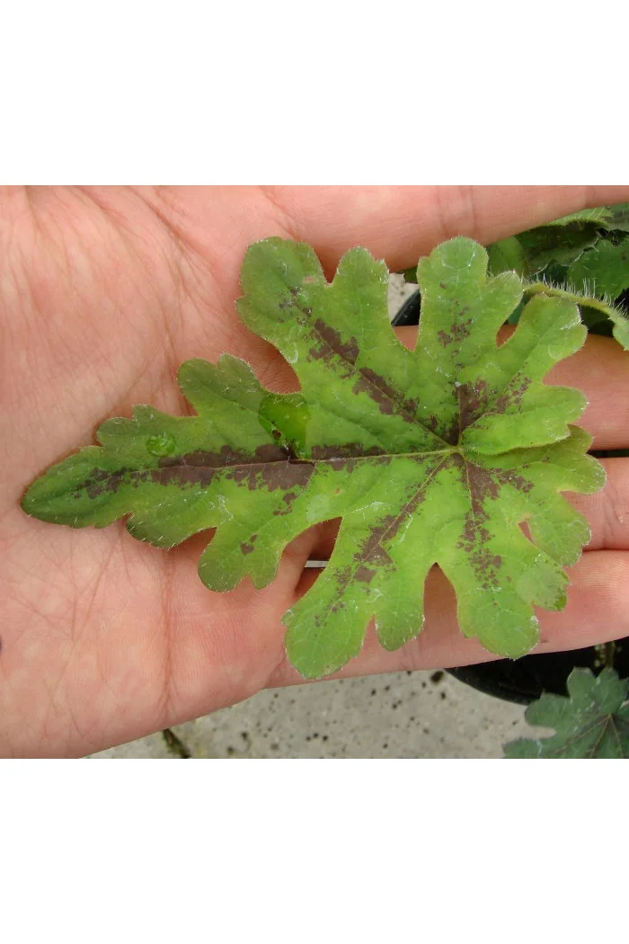 Tiarella 'Oregon Trail' Tiarella