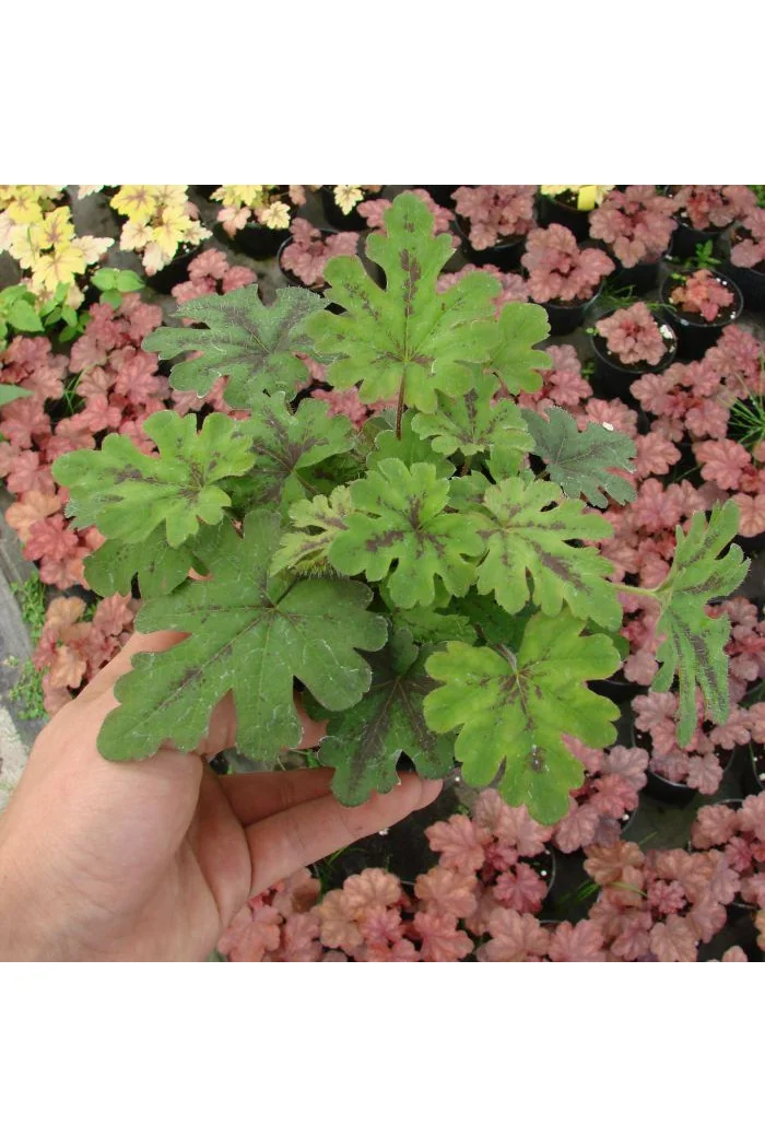 Tiarella 'Oregon Trail' Tiarella