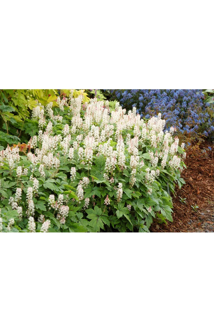 Tiarella 'Crow Feather' Tiarella
