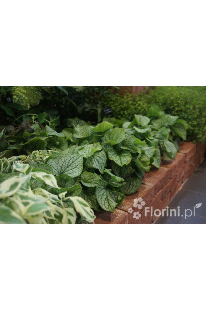 Brunnera 'Jack Frost' | Brunnera