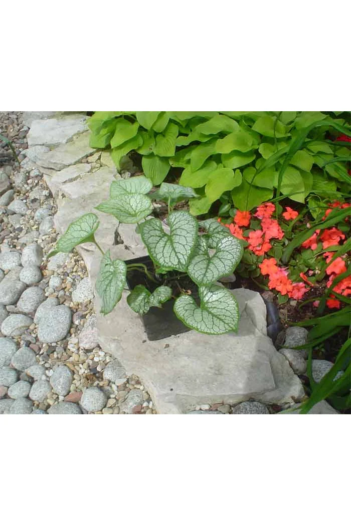 Brunnera 'Jack Frost' | Brunnera