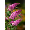 Budleja Dawida 'Pink Delight' | Buddleja dawidii