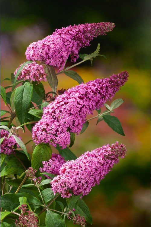 Budleja Dawida 'Pink Delight' | Buddleja dawidii