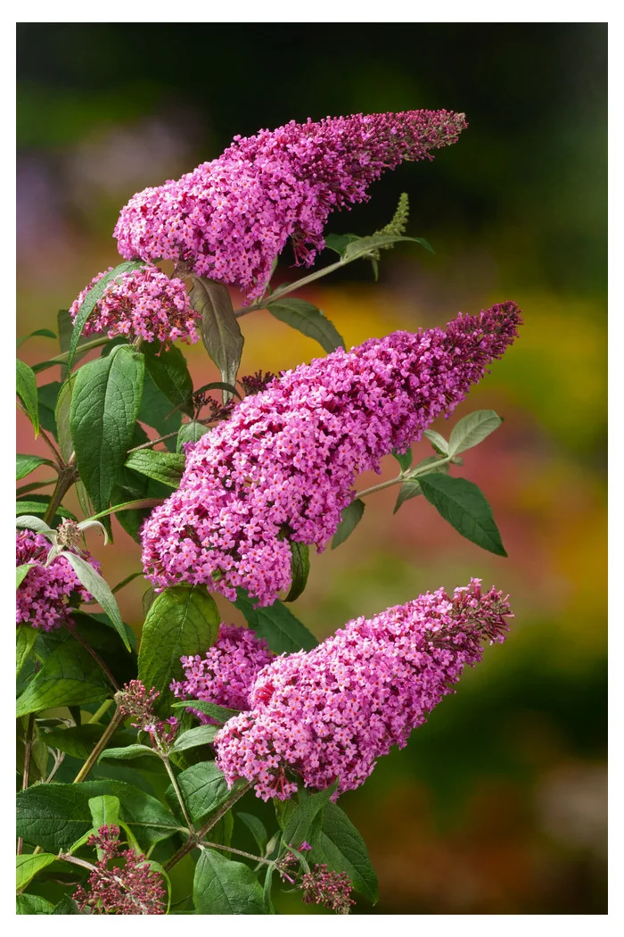 Budleja Dawida 'Pink Delight' | Buddleja dawidii