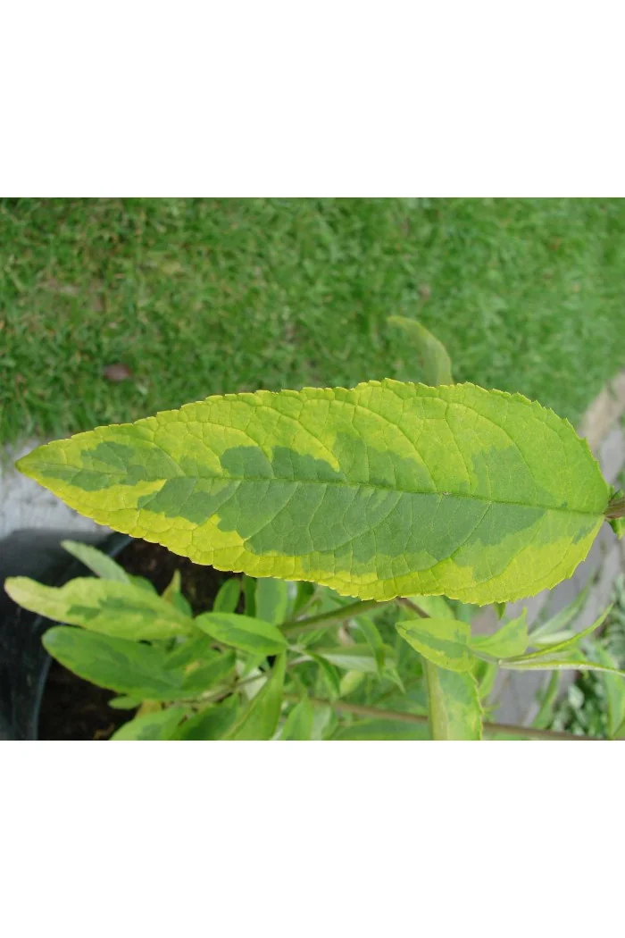 Budleja Dawida 'Santana' | Buddleja dawidii