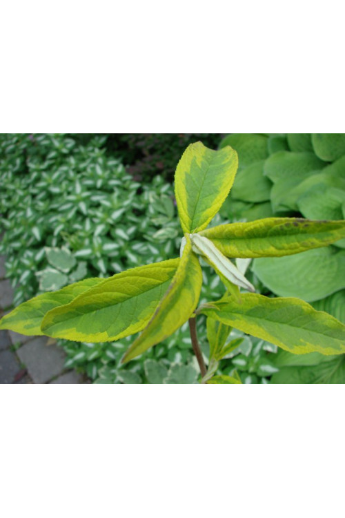 Budleja Dawida 'Santana' | Buddleja dawidii