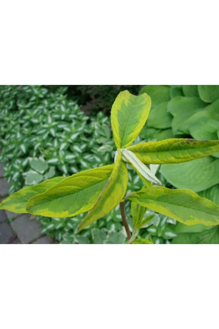 Budleja Dawida 'Santana' | Buddleja dawidii