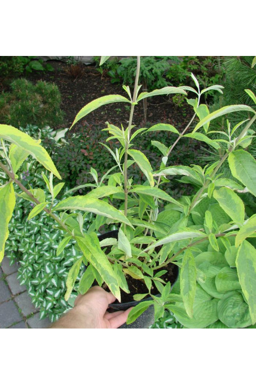 Budleja Dawida 'Santana' | Buddleja dawidii