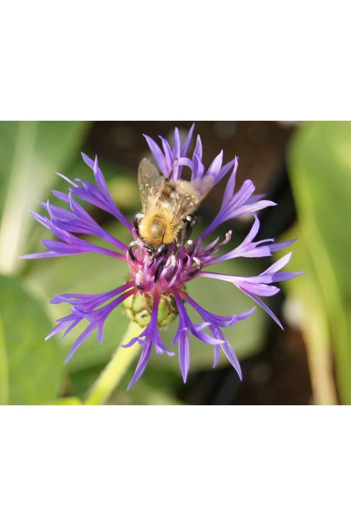 Chaber górski Centaurea montana