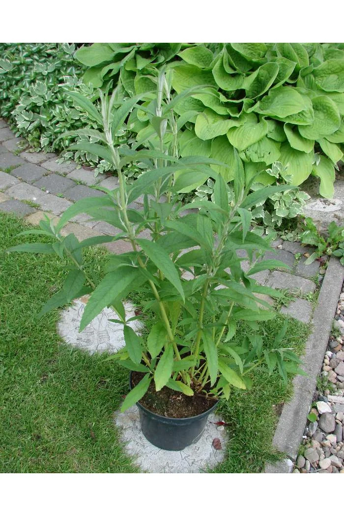 Budleja Dawida 'White Profusion' | Buddleja dawidii