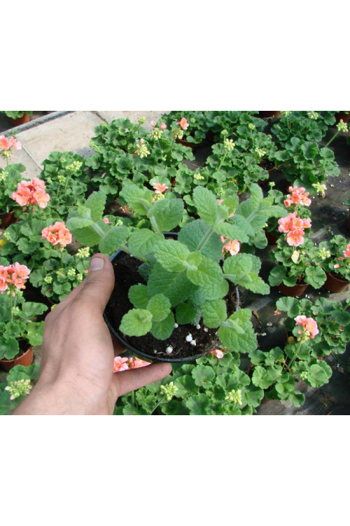 Mięta jabłkowa Mentha