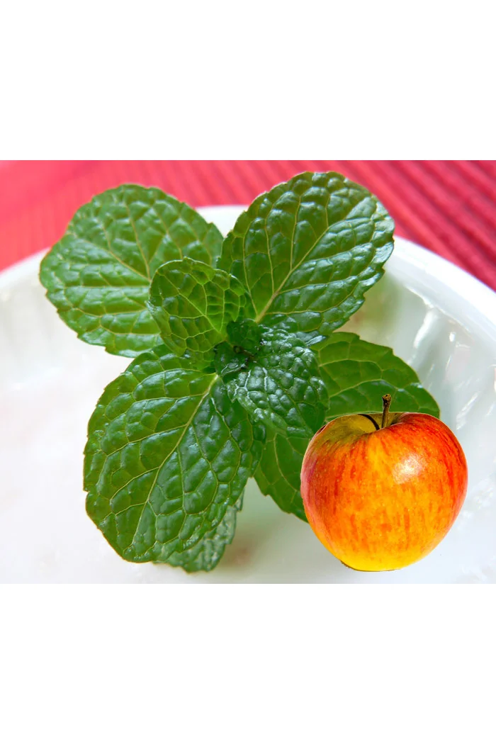 Mięta jabłkowa Mentha