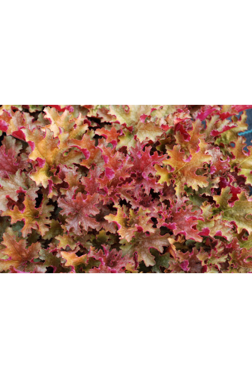 Żurawka 'Ginger Peach' | Heuchera